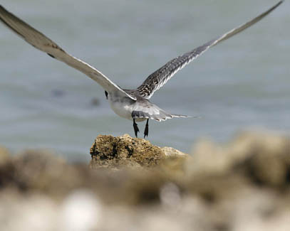 White-cheeked Tern / Sterna repressa