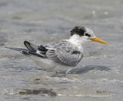 Lesser Crested Tern / Sterna bengalensis