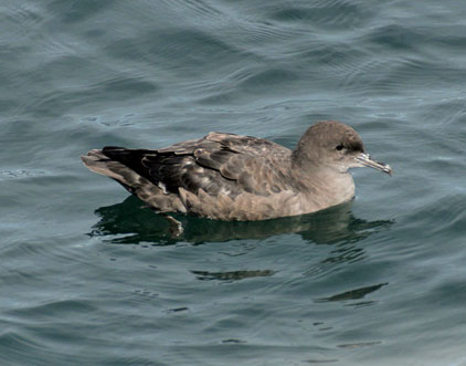 Sooty Shearwater / Puffinus griseus