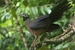 Borneo, 2009: Getting to grips with the Bornean Ground Cuckoo