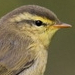 Vocalizations of Leaf-warblers and Spectacled Warblers (Phylloscopus and Seicercus)