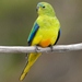 De Orange-bellied Parrot: op het randje van uitsterven