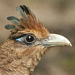 Panama: vogelen op zijn best in Midden-Amerika