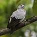Silvery Wood Pigeon herontdekt!