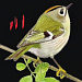 The Sound Approach to birding - A guide to understanding bird sound (iBook version)