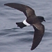 North Atlantic Seabirds - Multimedia Identification Guide to Storm-petrels & Bulwer's Petrel