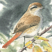 Birding Frontiers, Challenge Series, Autumn