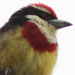 Scarlet-banded Barbet; enigmatische endeem van Noord-Peru