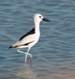 Oman: goed vogels kijken op het randje van de WP