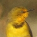 Yellow Chats in Australië